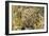 Leopard Close-Up of Face-null-Framed Photographic Print