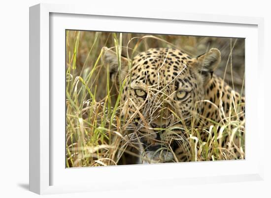 Leopard Close-Up of Face-null-Framed Photographic Print