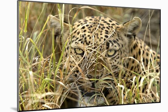 Leopard Close-Up of Face-null-Mounted Photographic Print