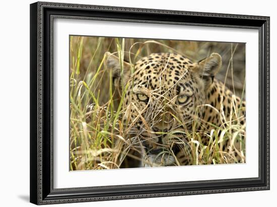 Leopard Close-Up of Face-null-Framed Photographic Print