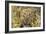 Leopard Close-Up of Face-null-Framed Photographic Print