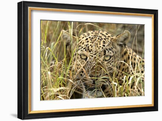 Leopard Close-Up of Face-null-Framed Photographic Print