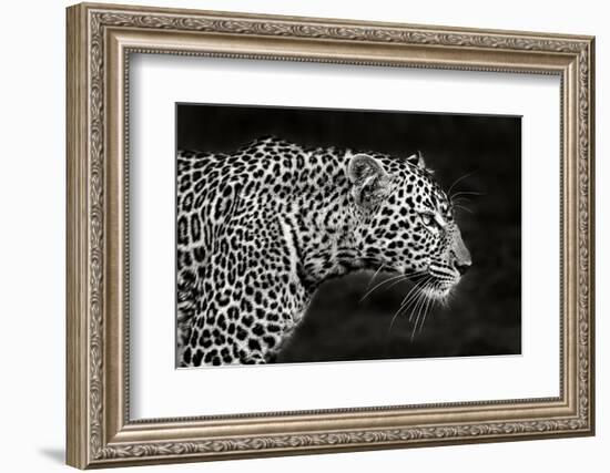 Leopard Close Up-Xavier Ortega-Framed Photographic Print