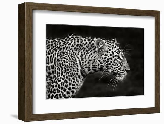 Leopard Close Up-Xavier Ortega-Framed Photographic Print