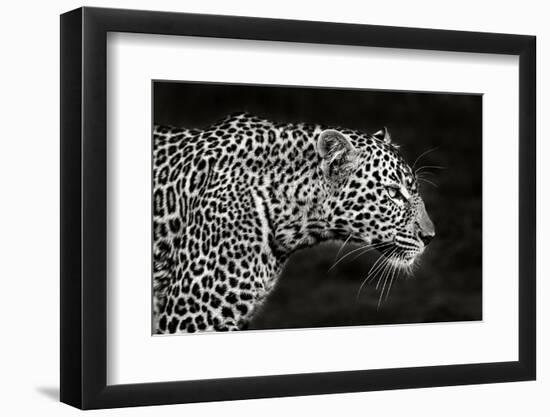 Leopard Close Up-Xavier Ortega-Framed Photographic Print