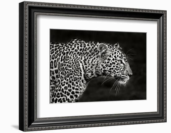 Leopard Close Up-Xavier Ortega-Framed Photographic Print