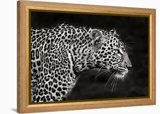 Leopard Close Up-Xavier Ortega-Framed Premier Image Canvas
