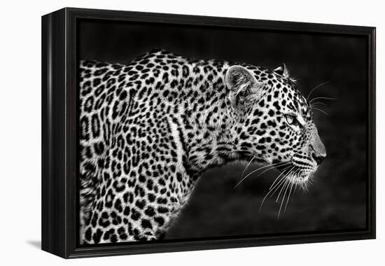 Leopard Close Up-Xavier Ortega-Framed Premier Image Canvas