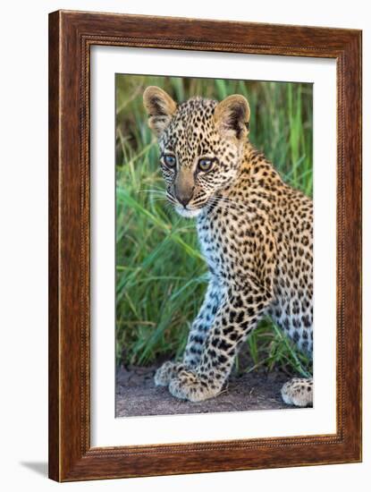 Leopard Cub (Panthera Pardus), Serengeti National Park, Tanzania-null-Framed Photographic Print