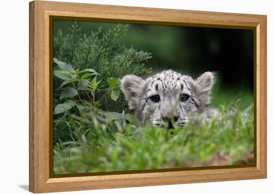 Leopard Cub-Lantern Press-Framed Stretched Canvas