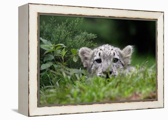 Leopard Cub-Lantern Press-Framed Stretched Canvas