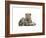 Leopard Cub-Sarah Stribbling-Framed Art Print