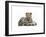 Leopard Cub-Sarah Stribbling-Framed Art Print