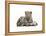 Leopard Cub-Sarah Stribbling-Framed Stretched Canvas