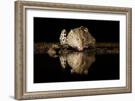 Leopard Drinking-Joan Gil Raga-Framed Giclee Print