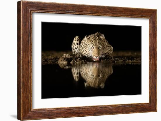 Leopard Drinking-Joan Gil Raga-Framed Giclee Print