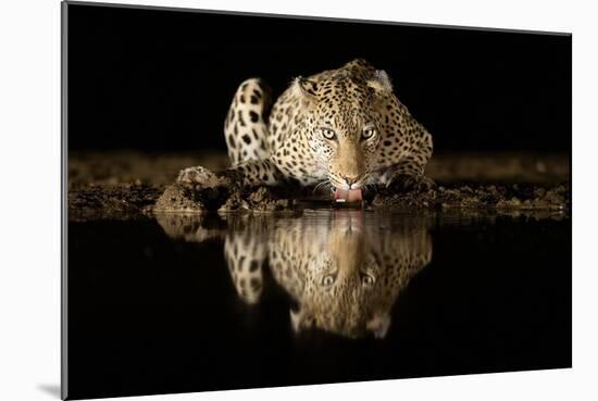 Leopard Drinking-Joan Gil Raga-Mounted Giclee Print