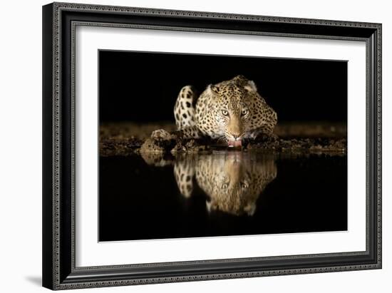 Leopard Drinking-Joan Gil Raga-Framed Giclee Print