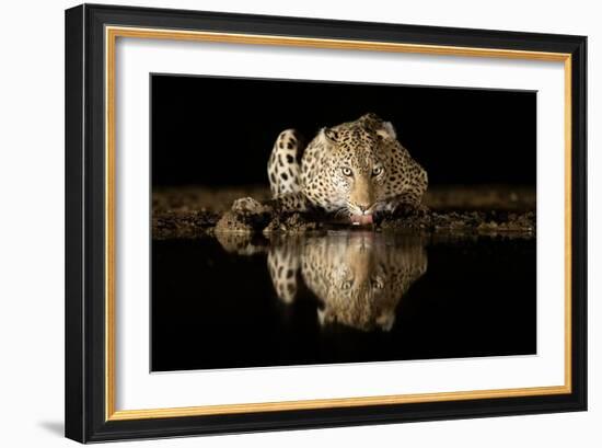 Leopard Drinking-Joan Gil Raga-Framed Giclee Print