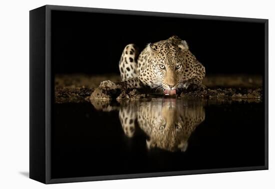 Leopard Drinking-Joan Gil Raga-Framed Premier Image Canvas