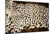 Leopard Encounter-Darren Davison-Mounted Art Print