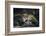 Leopard Face Peeking Out of Bush Close Up-Sheila Haddad-Framed Photographic Print