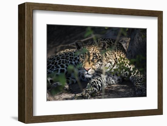 Leopard Face Peeking Out of Bush Close Up-Sheila Haddad-Framed Photographic Print