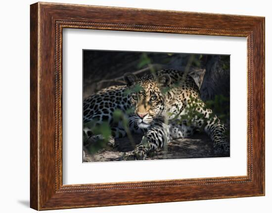 Leopard Face Peeking Out of Bush Close Up-Sheila Haddad-Framed Photographic Print