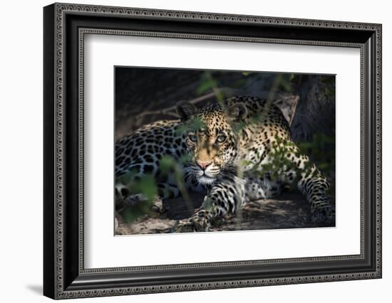 Leopard Face Peeking Out of Bush Close Up-Sheila Haddad-Framed Photographic Print