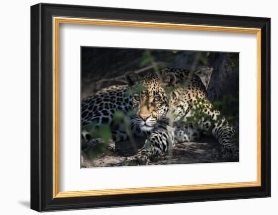 Leopard Face Peeking Out of Bush Close Up-Sheila Haddad-Framed Photographic Print