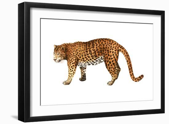 Leopard (Felis Pardus), Mammals-Encyclopaedia Britannica-Framed Art Print