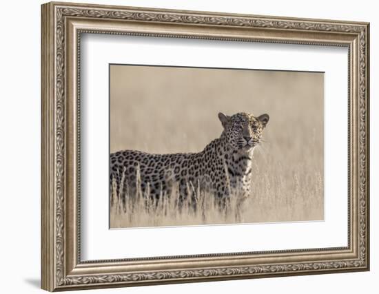 Leopard female (Panthera pardus), Kgalagadi Transfrontier Park, South Africa, Africa-Ann and Steve Toon-Framed Photographic Print