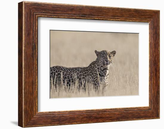 Leopard female (Panthera pardus), Kgalagadi Transfrontier Park, South Africa, Africa-Ann and Steve Toon-Framed Photographic Print