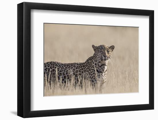 Leopard female (Panthera pardus), Kgalagadi Transfrontier Park, South Africa, Africa-Ann and Steve Toon-Framed Photographic Print