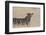 Leopard female (Panthera pardus), Kgalagadi Transfrontier Park, South Africa, Africa-Ann and Steve Toon-Framed Photographic Print