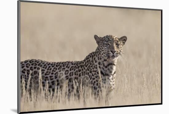 Leopard female (Panthera pardus), Kgalagadi Transfrontier Park, South Africa, Africa-Ann and Steve Toon-Mounted Photographic Print