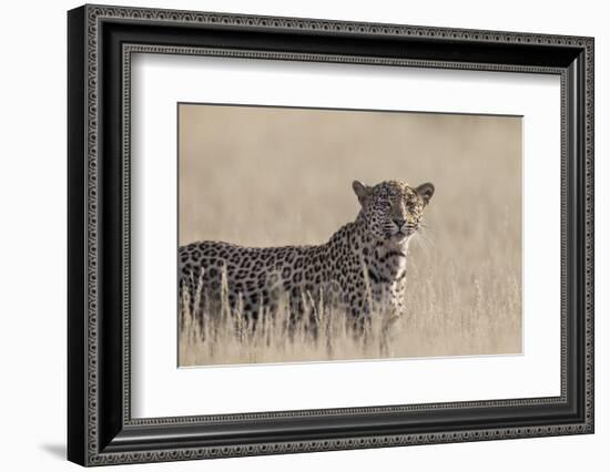 Leopard female (Panthera pardus), Kgalagadi Transfrontier Park, South Africa, Africa-Ann and Steve Toon-Framed Photographic Print