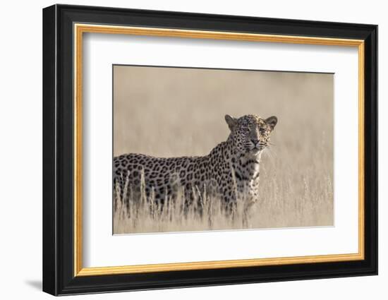 Leopard female (Panthera pardus), Kgalagadi Transfrontier Park, South Africa, Africa-Ann and Steve Toon-Framed Photographic Print