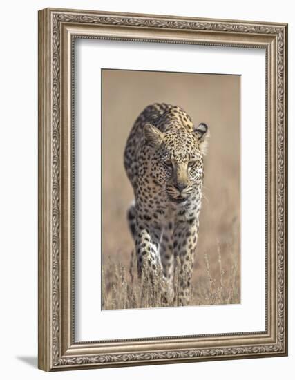 Leopard female (Panthera pardus), Kgalagadi Transfrontier Park, South Africa, Africa-Ann and Steve Toon-Framed Photographic Print