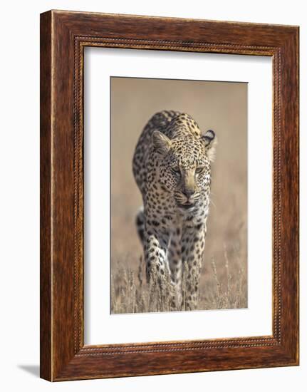 Leopard female (Panthera pardus), Kgalagadi Transfrontier Park, South Africa, Africa-Ann and Steve Toon-Framed Photographic Print