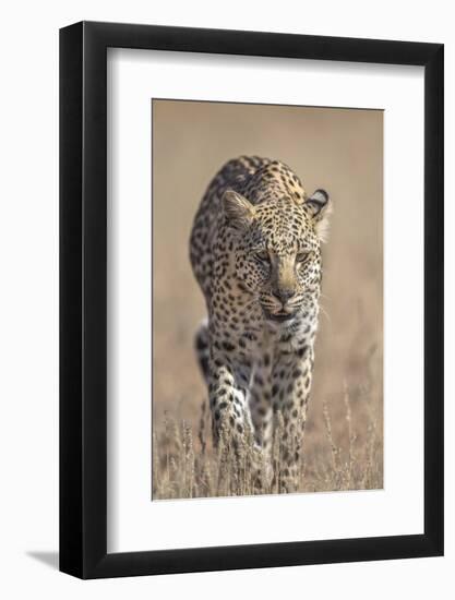 Leopard female (Panthera pardus), Kgalagadi Transfrontier Park, South Africa, Africa-Ann and Steve Toon-Framed Photographic Print