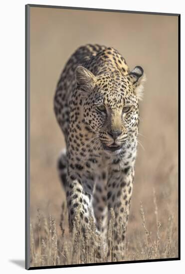 Leopard female (Panthera pardus), Kgalagadi Transfrontier Park, South Africa, Africa-Ann and Steve Toon-Mounted Photographic Print