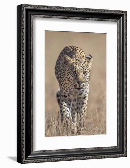 Leopard female (Panthera pardus), Kgalagadi Transfrontier Park, South Africa, Africa-Ann and Steve Toon-Framed Photographic Print