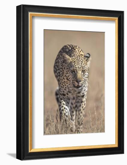 Leopard female (Panthera pardus), Kgalagadi Transfrontier Park, South Africa, Africa-Ann and Steve Toon-Framed Photographic Print