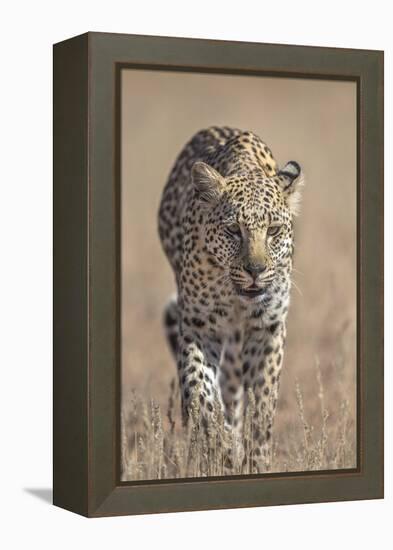 Leopard female (Panthera pardus), Kgalagadi Transfrontier Park, South Africa, Africa-Ann and Steve Toon-Framed Premier Image Canvas