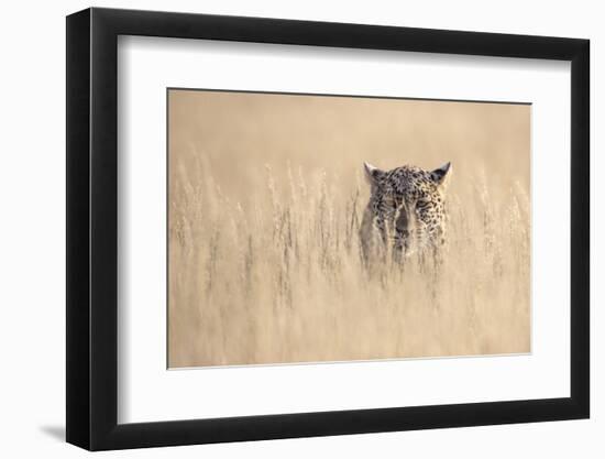 Leopard female (Panthera pardus), Kgalagadi Transfrontier Park, South Africa, Africa-Ann and Steve Toon-Framed Photographic Print