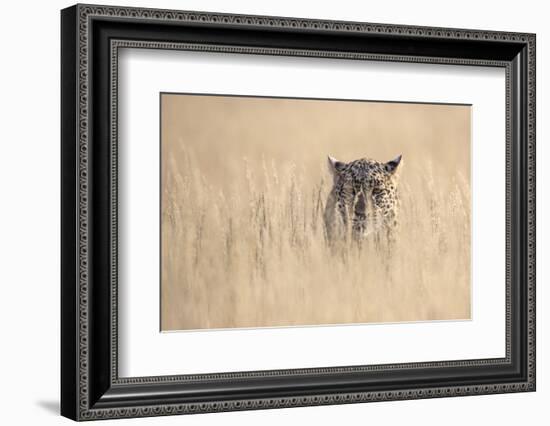 Leopard female (Panthera pardus), Kgalagadi Transfrontier Park, South Africa, Africa-Ann and Steve Toon-Framed Photographic Print