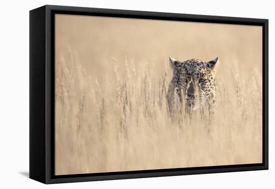 Leopard female (Panthera pardus), Kgalagadi Transfrontier Park, South Africa, Africa-Ann and Steve Toon-Framed Premier Image Canvas