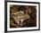 Leopard Frog, Florida, USA-Maresa Pryor-Framed Photographic Print