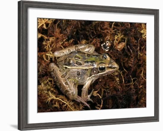 Leopard Frog, Florida, USA-Maresa Pryor-Framed Photographic Print